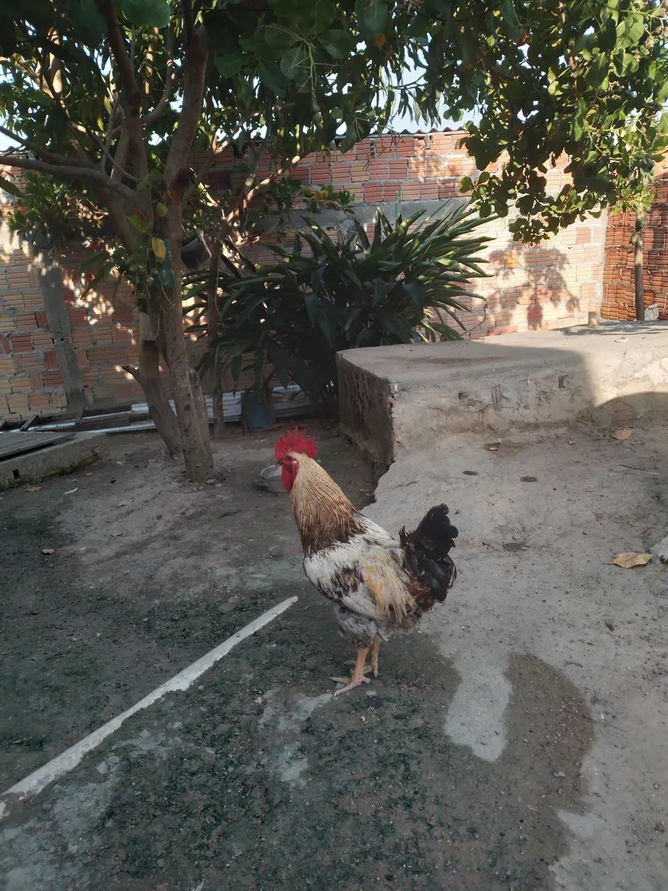 Vendo 