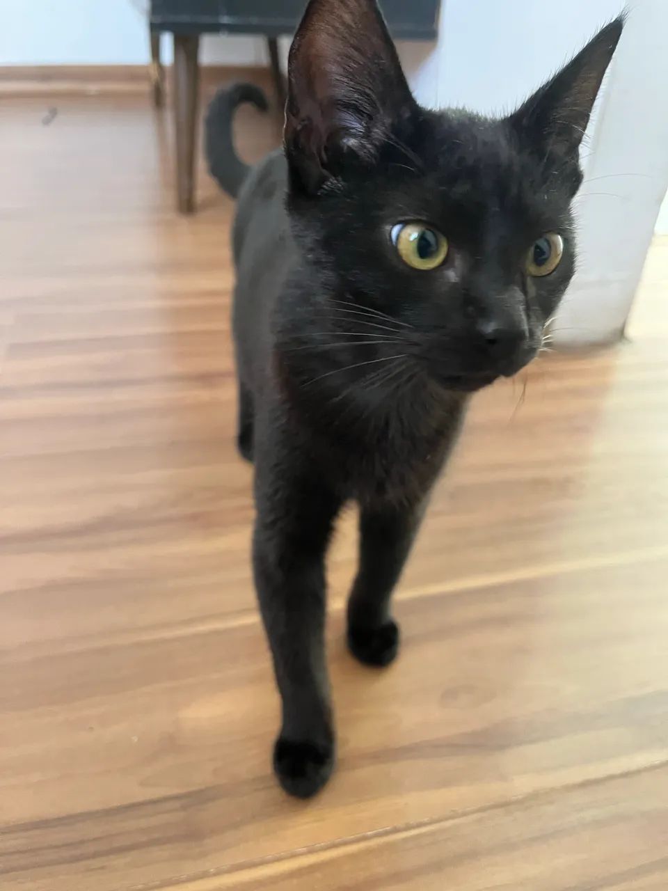 Gatinha super dócil  - Foto 2