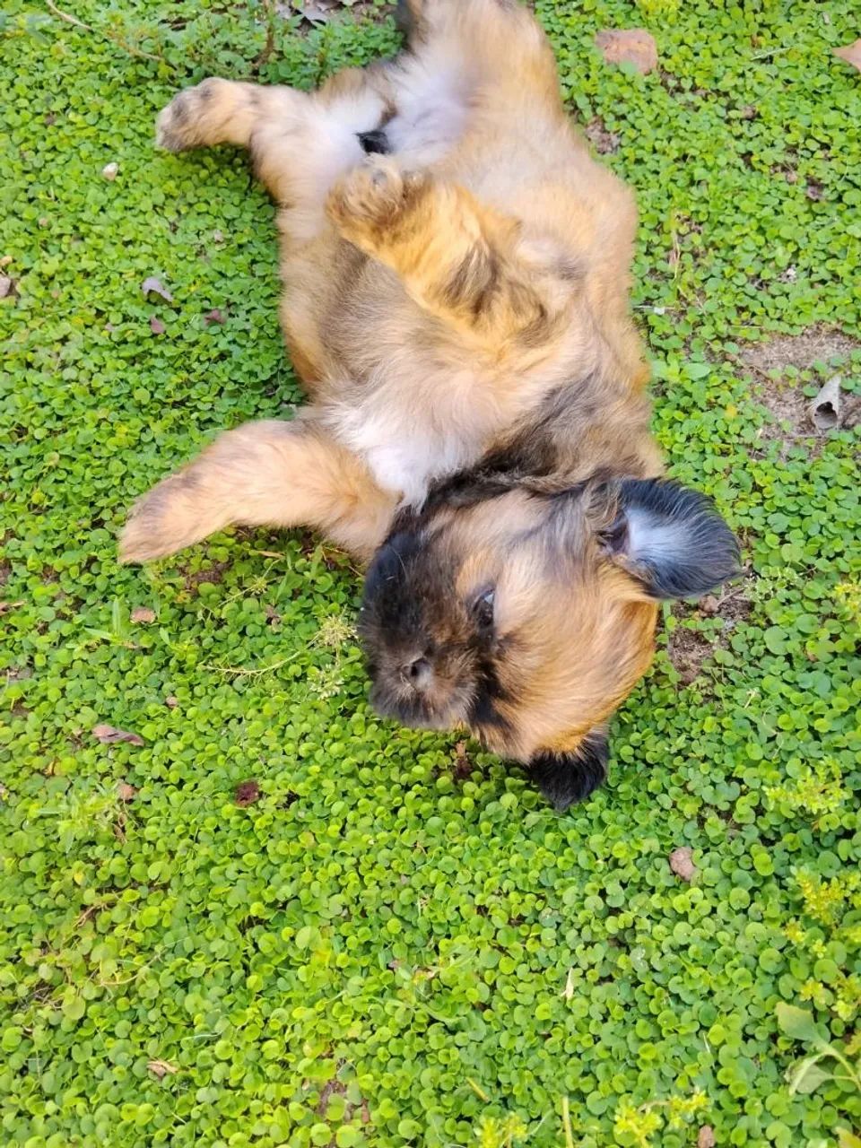 O seu pet te espera! - Foto 5