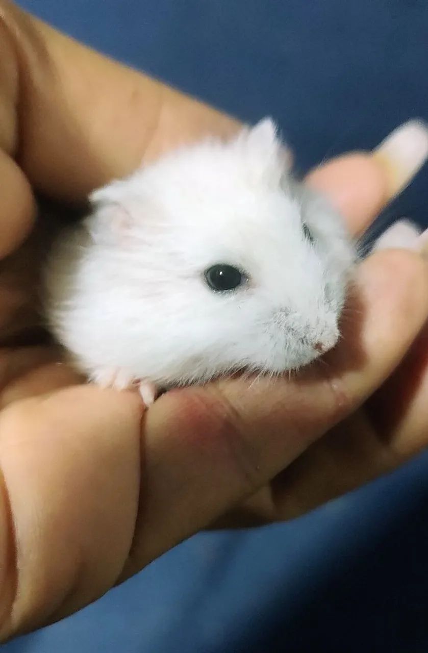 HAMSTER ANÃO RUSSO FILHOTES  - Foto 5