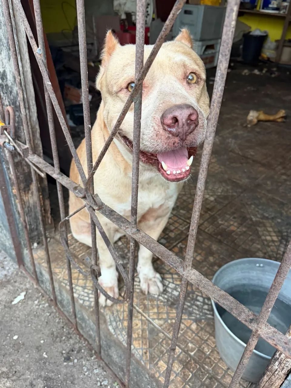 Doação de Cachorro de raça Pitbull.  - Foto 5