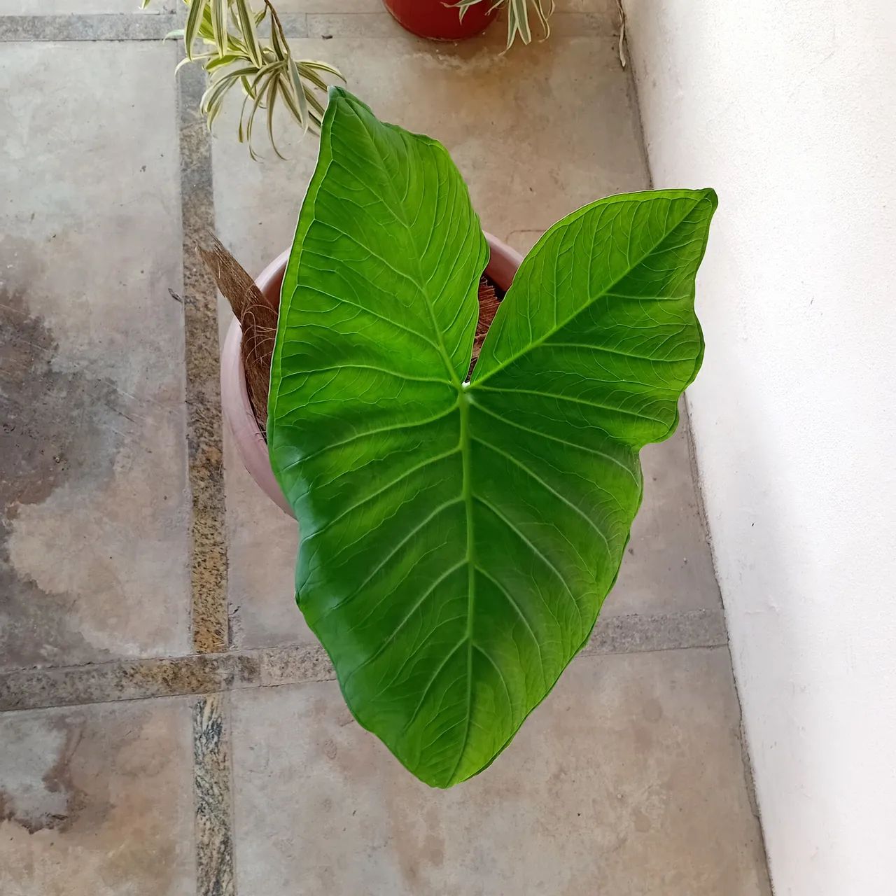 Vaso com taioaba - Foto 3