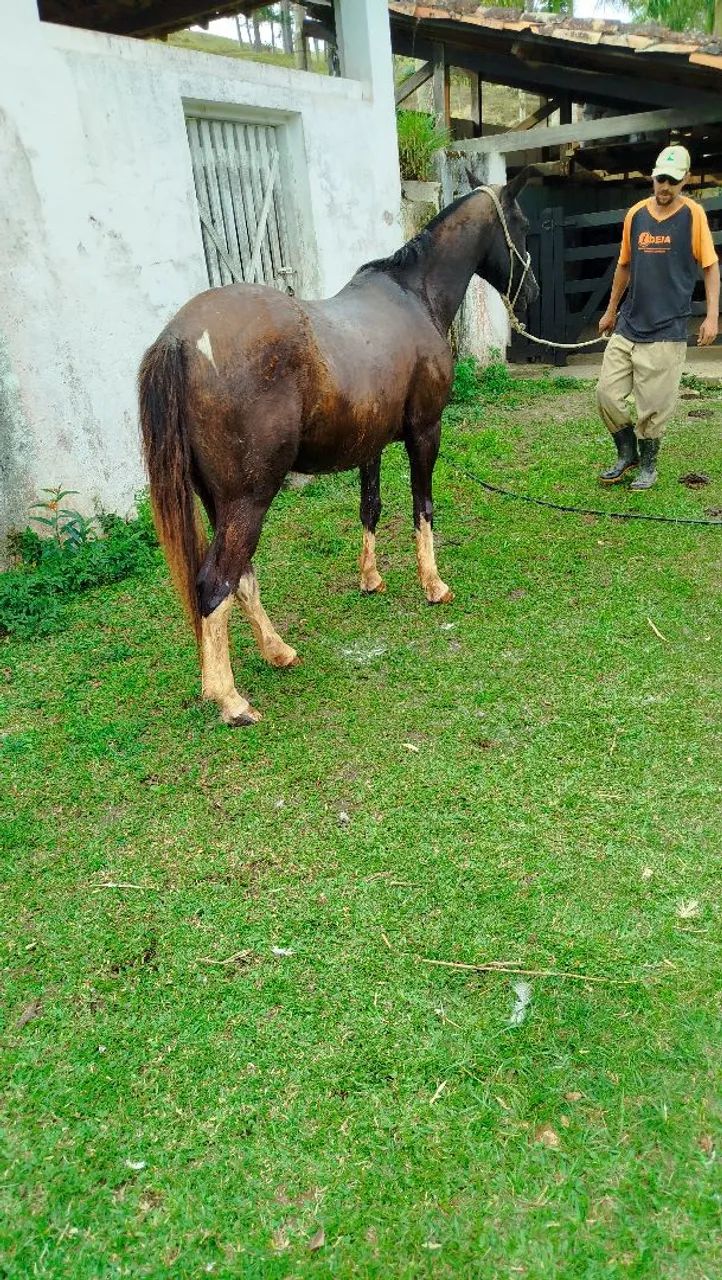 Cavalos  - Foto 4