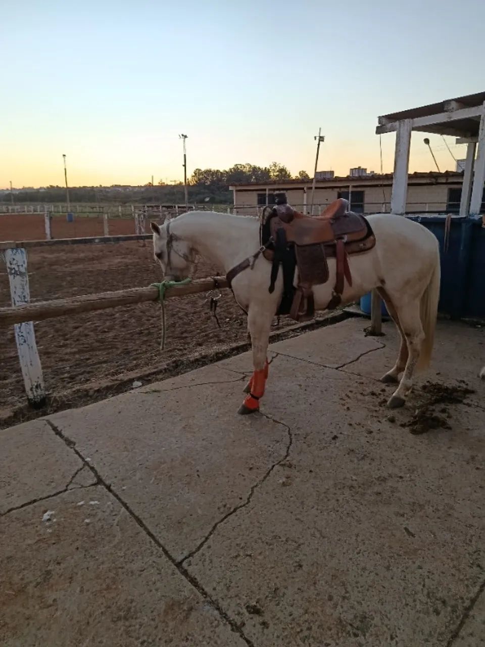 Égua Quarto de Milha  - Foto 5