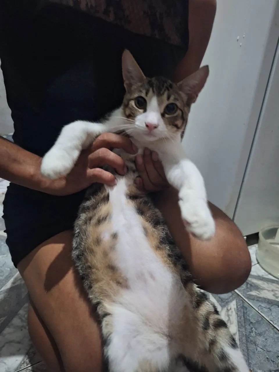 Doação de Gato Macho 