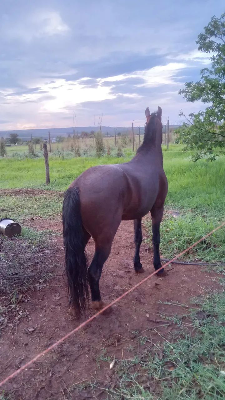 Cavalo MM manga larga  - Foto 6