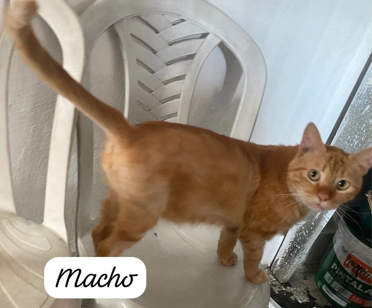 Animais  - Foto 4