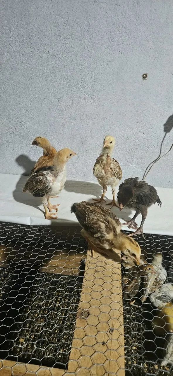 Pintinhos Caipira  - Foto 2