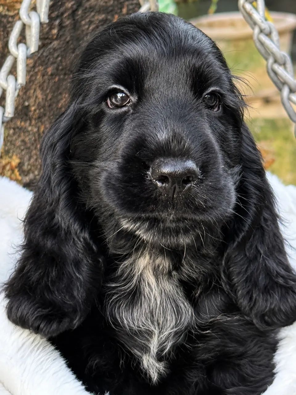 Filhotes Cocker Spaniel Inglês - Pronta Entrega - Foto 5