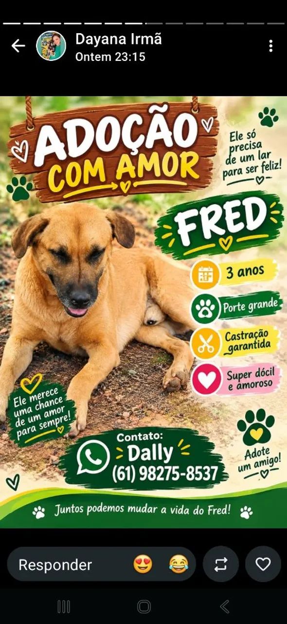 Cachorros para adoção responsável  - Foto 4