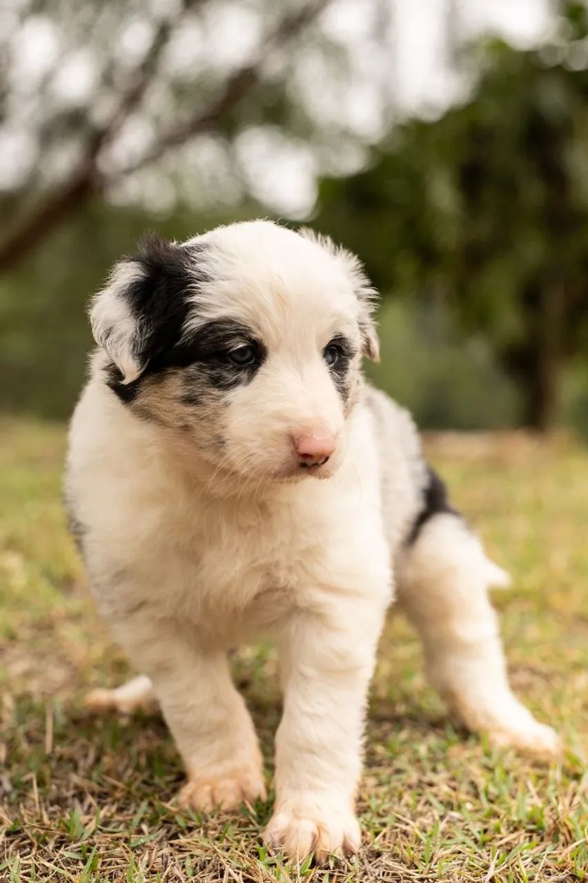 Border collie MACHO - Foto 2