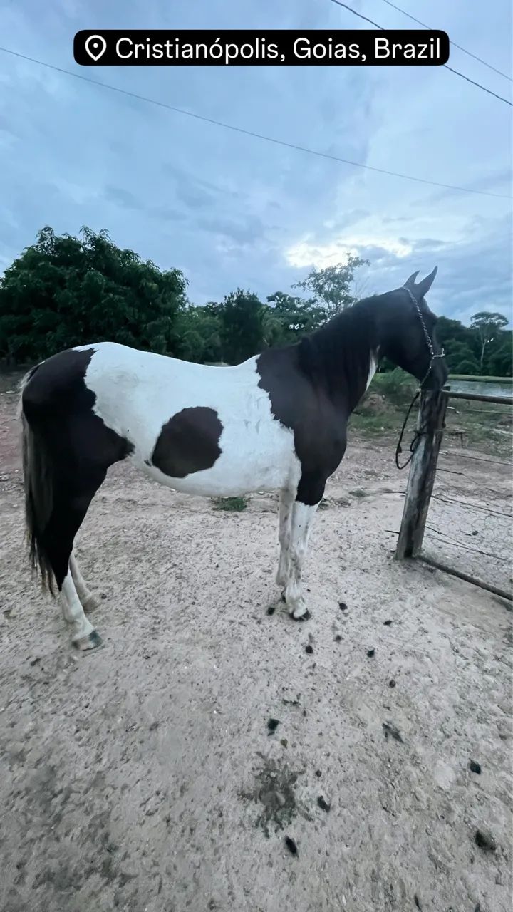 Égua Manga Larga Pampa de Preto  - Foto 3
