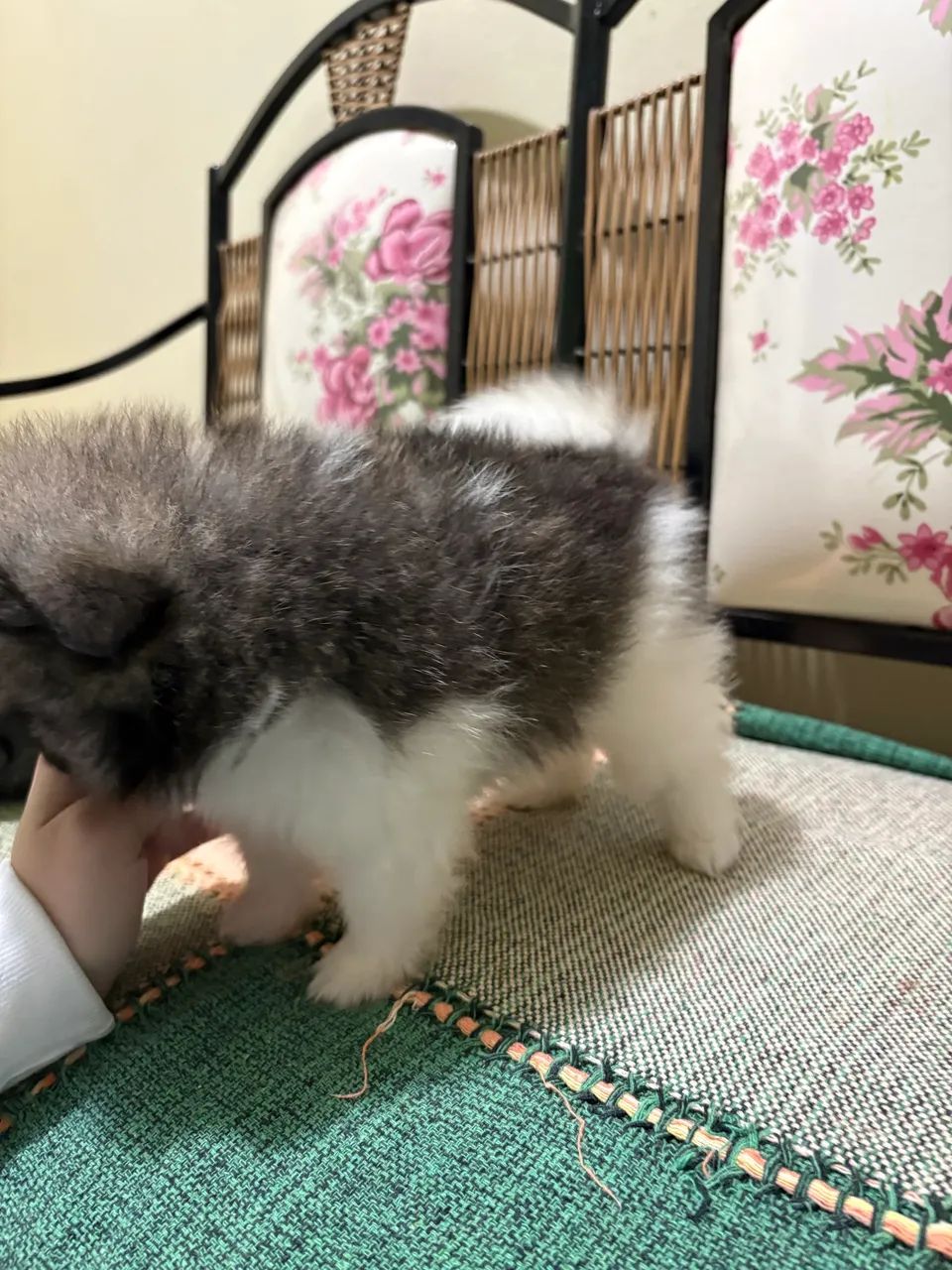 Spitz Alemão  - Foto 4