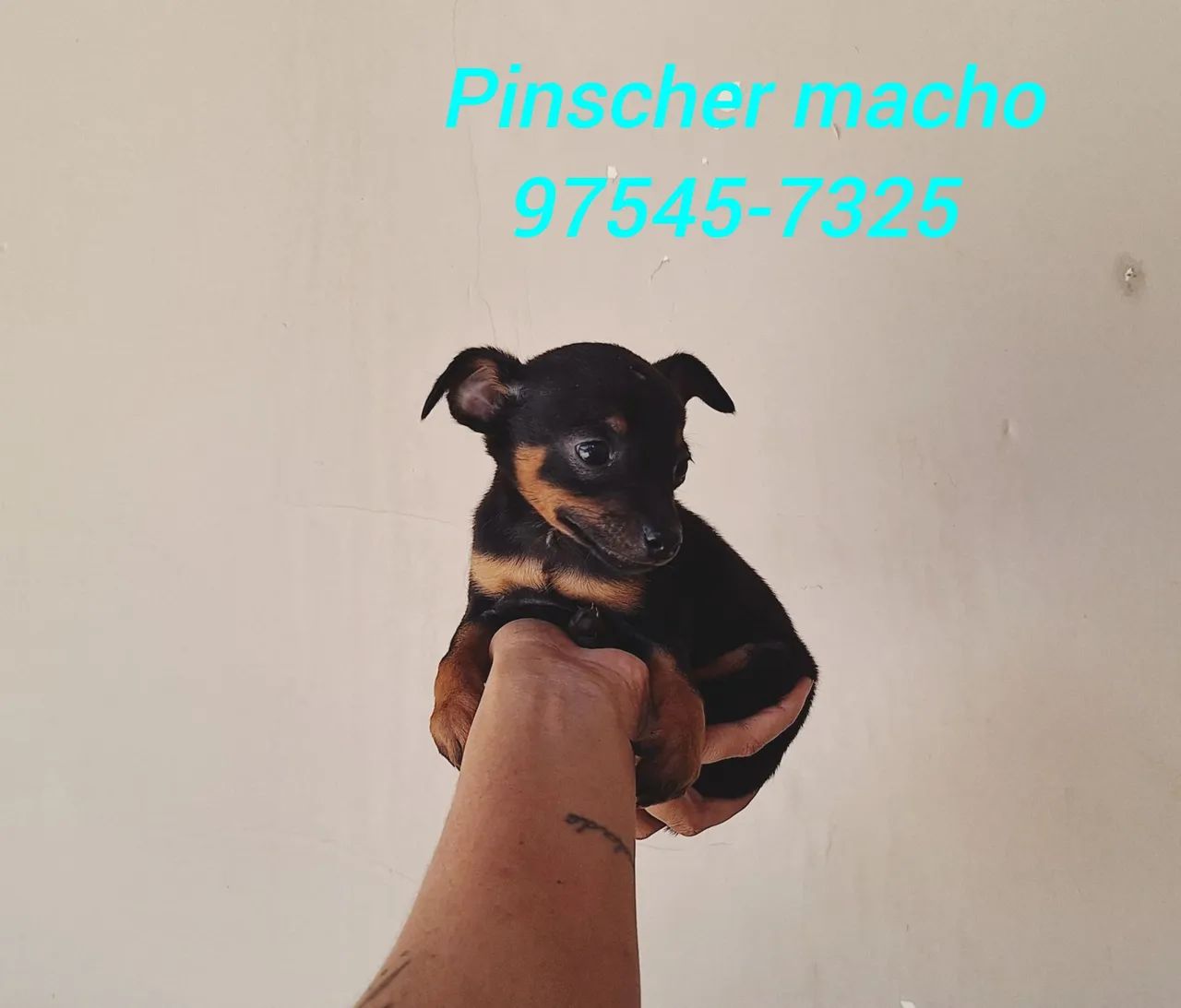 Pinscher machinho - Foto 2