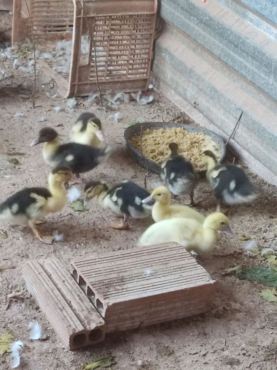 Frangos e patos  - Foto 2