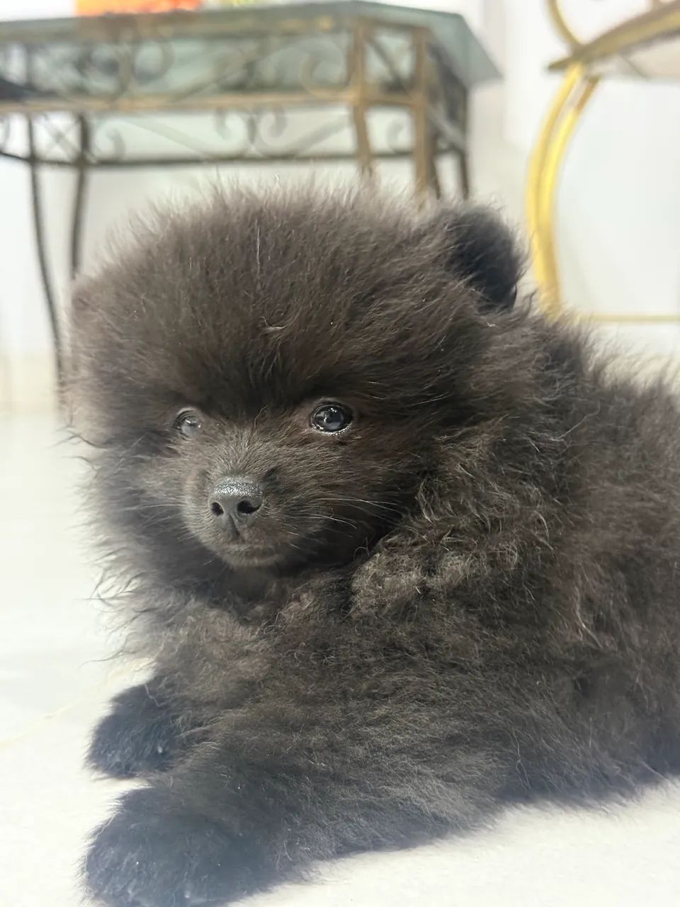 Filhote Macho Spitz Alemão  - Foto 3