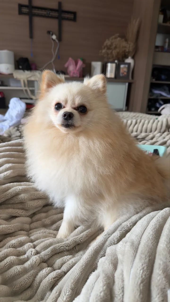 Lulu da pomerania  - Foto 2