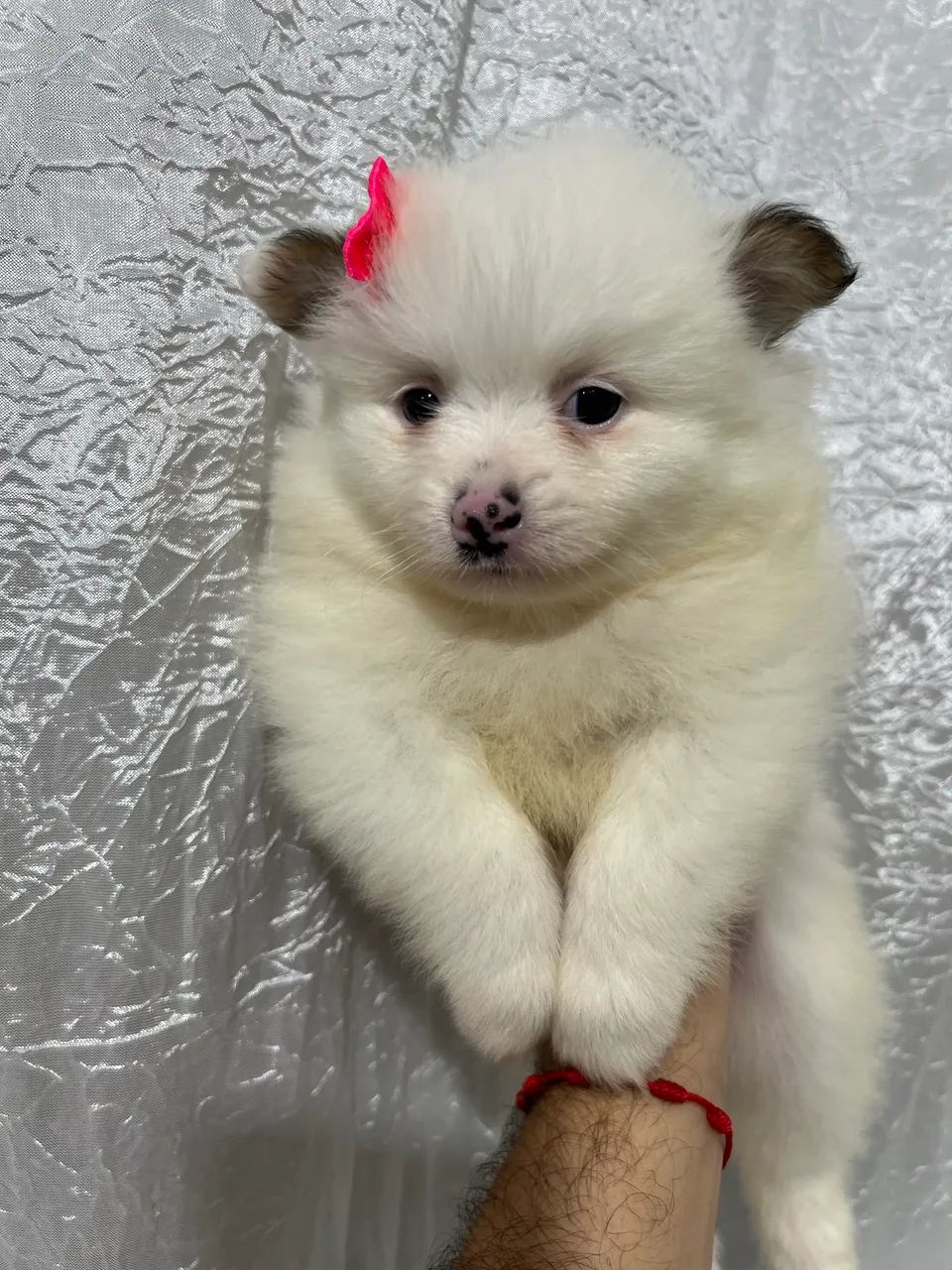 Spitz Alemão  - Foto 3