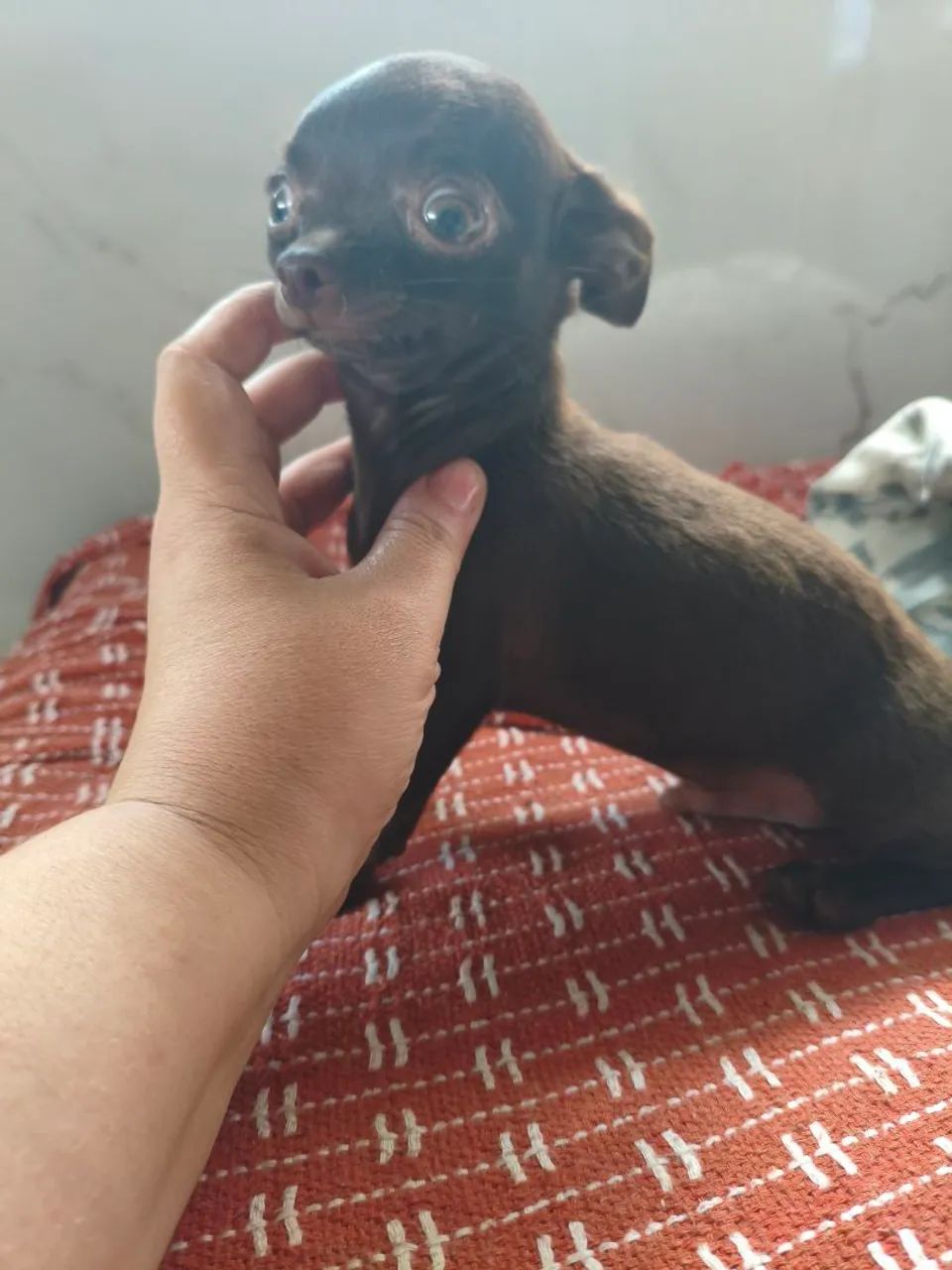 Chihuhaua  - Foto 4