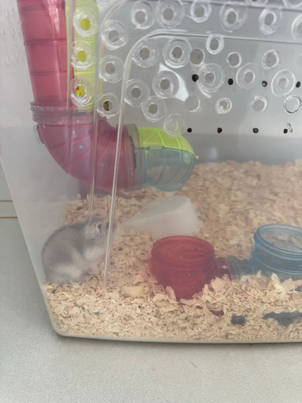 Hamster anão russo - Foto 5