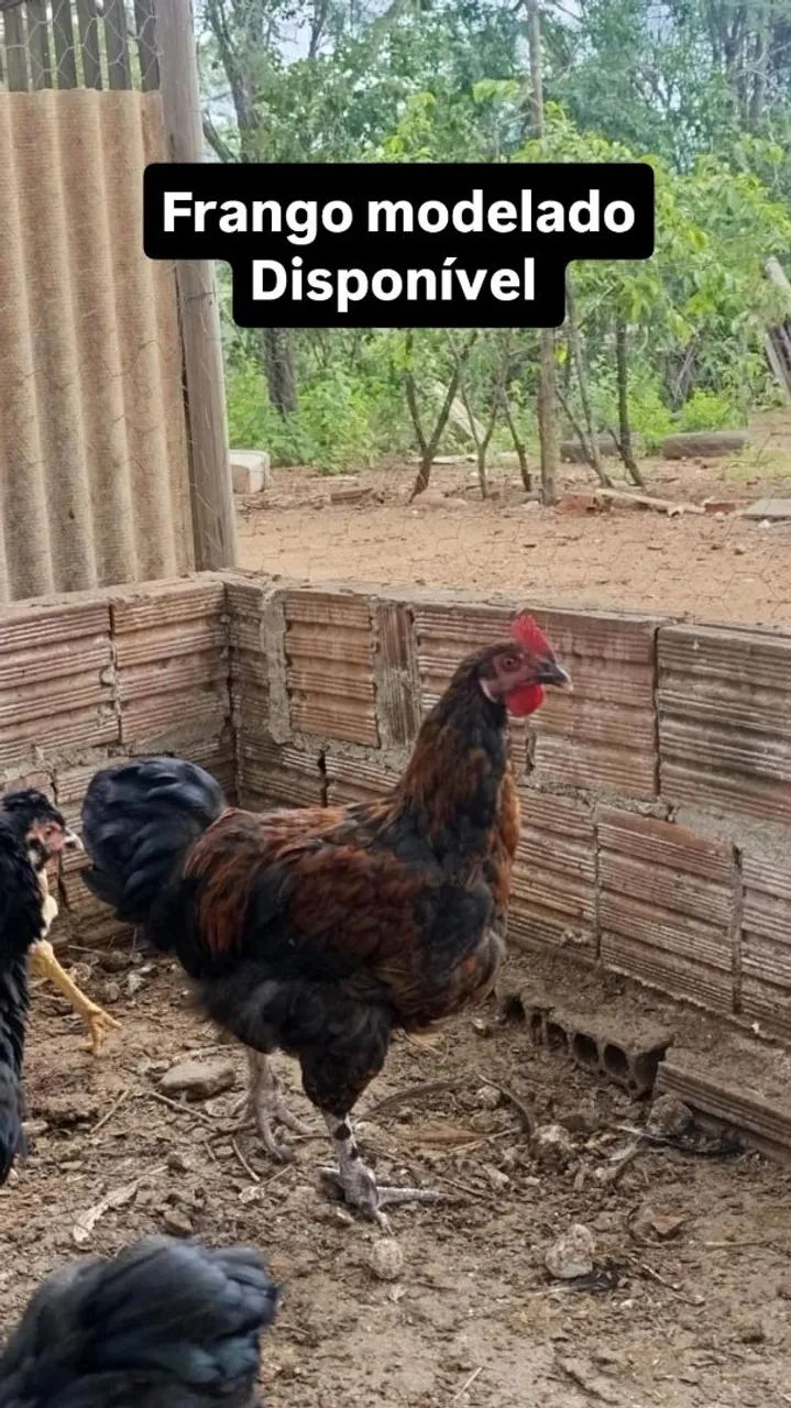 Galo modelado