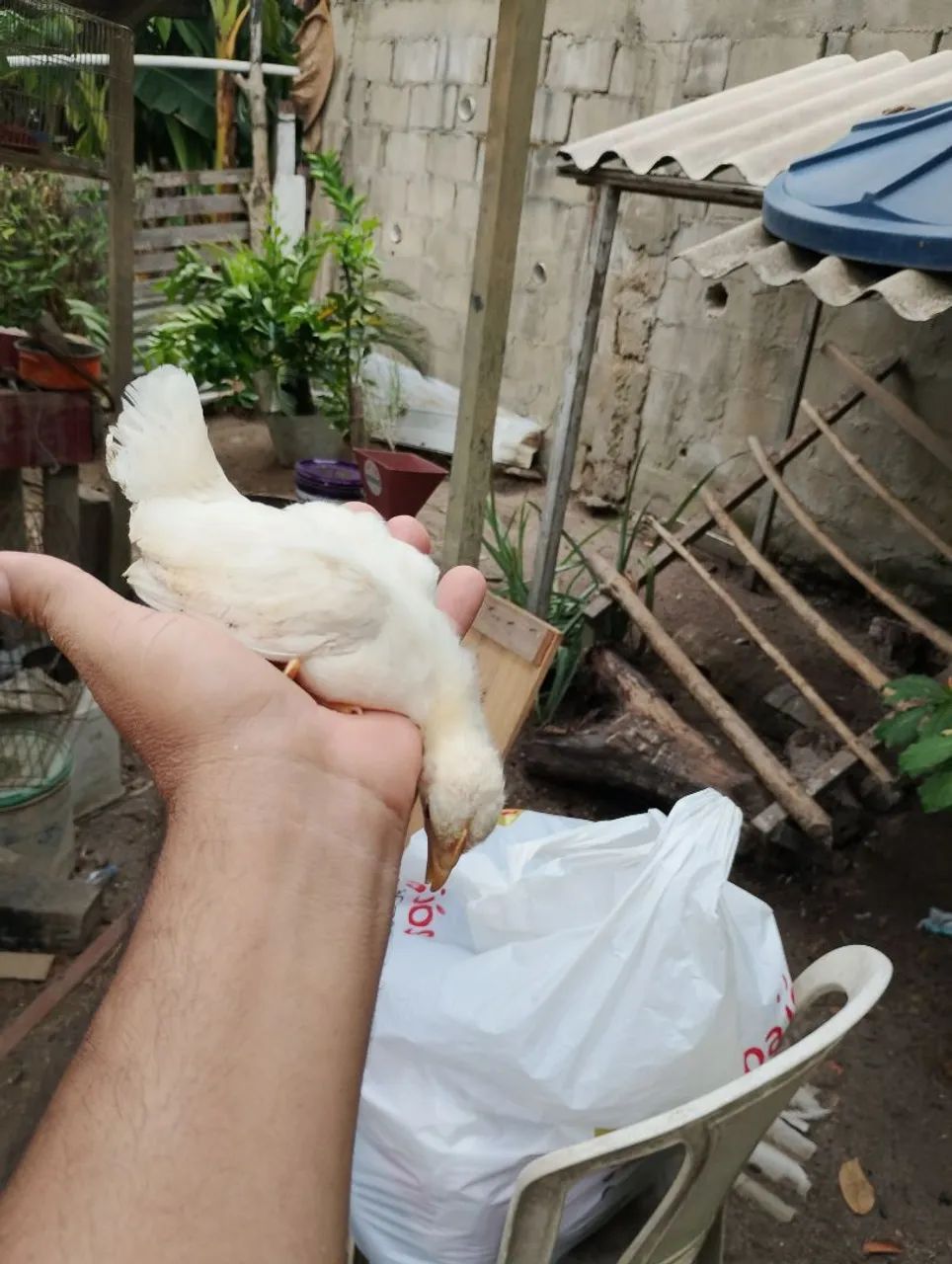 Galinha Galizé 