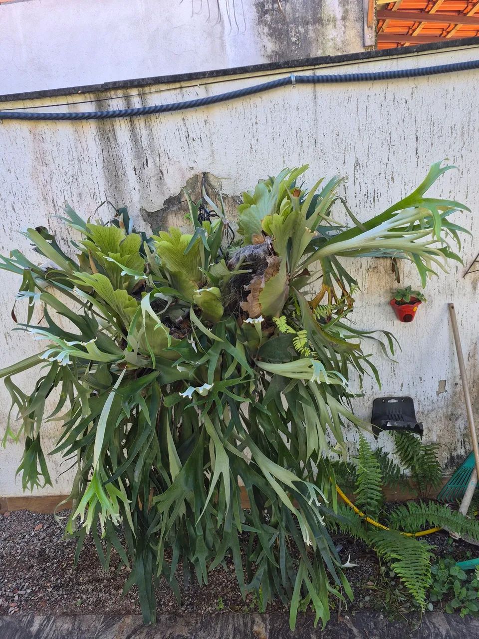 Vendo samambaia chifre de veado(grande).