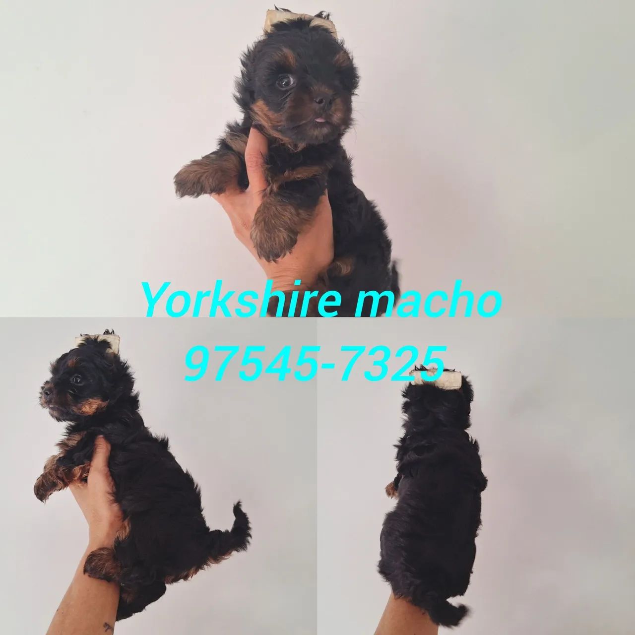 Mini Yorkshire com garantia de saúde  - Foto 2