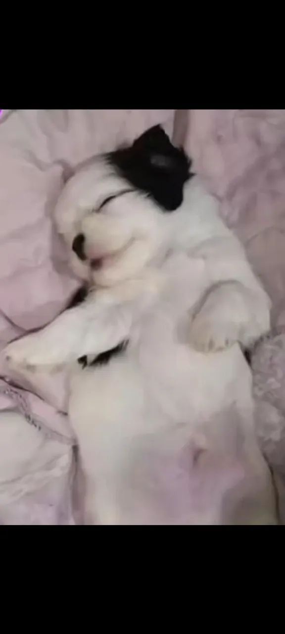 Shitzu mini - Foto 4