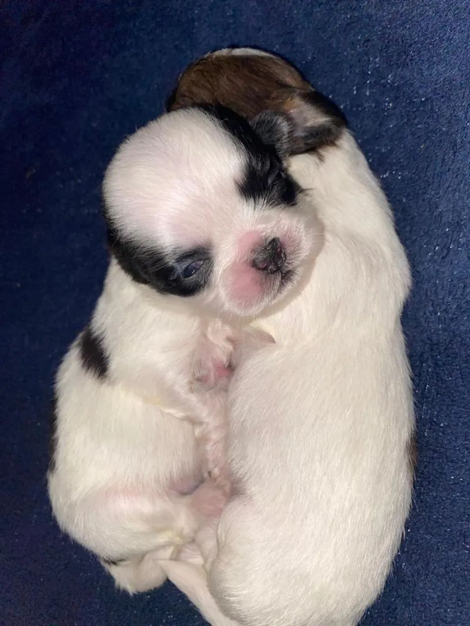 Shih-tzu  - Foto 2