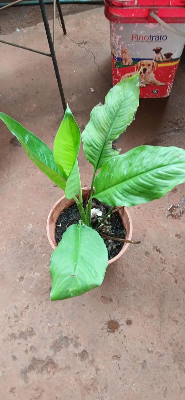 Mudas lírio da paz flor branca 