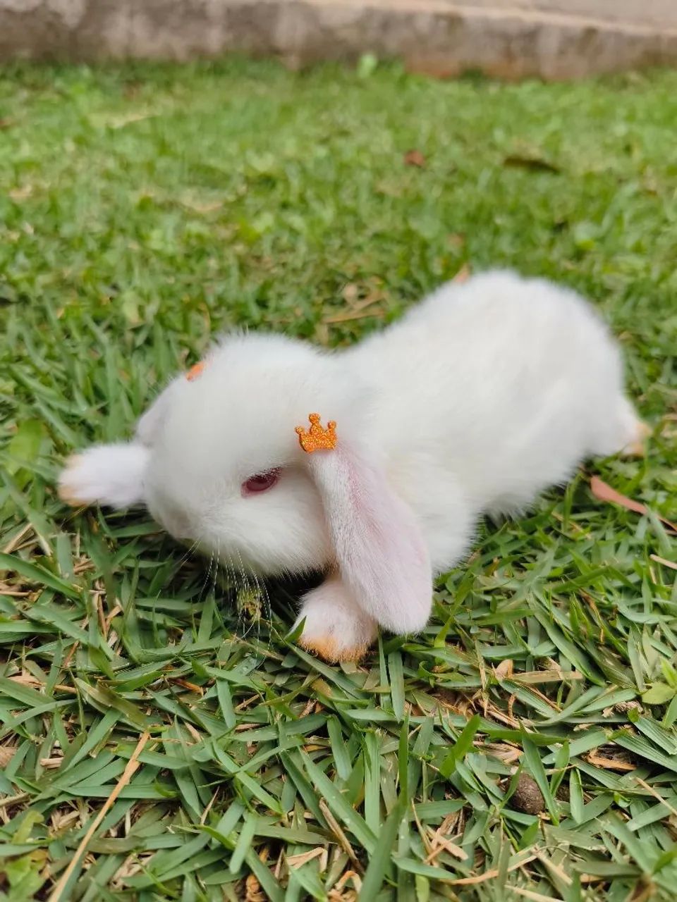 Mini lop - Foto 4