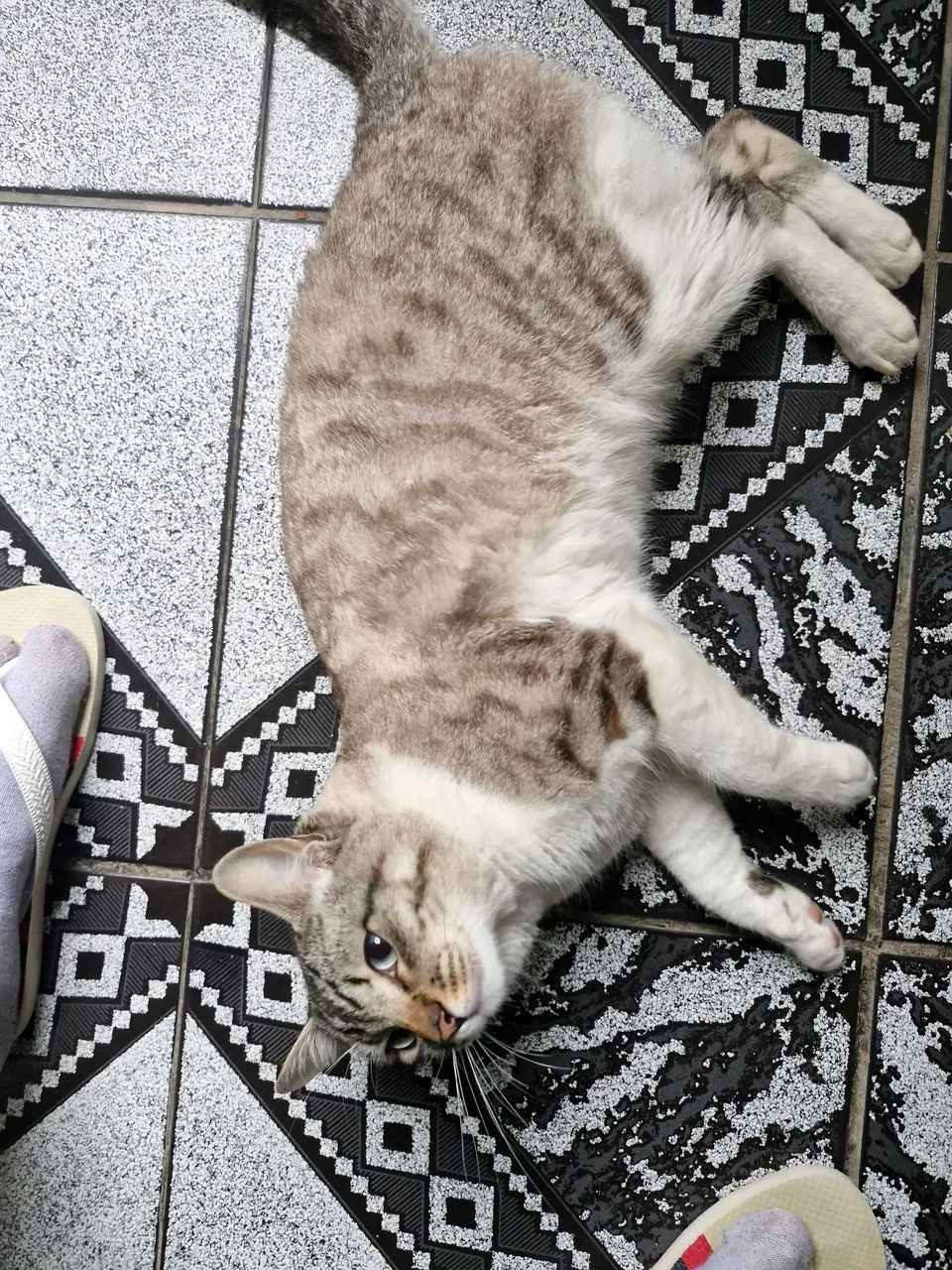 Doa se gato macho