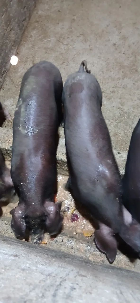Leitoes caipira da Raça NILO  - Foto 2