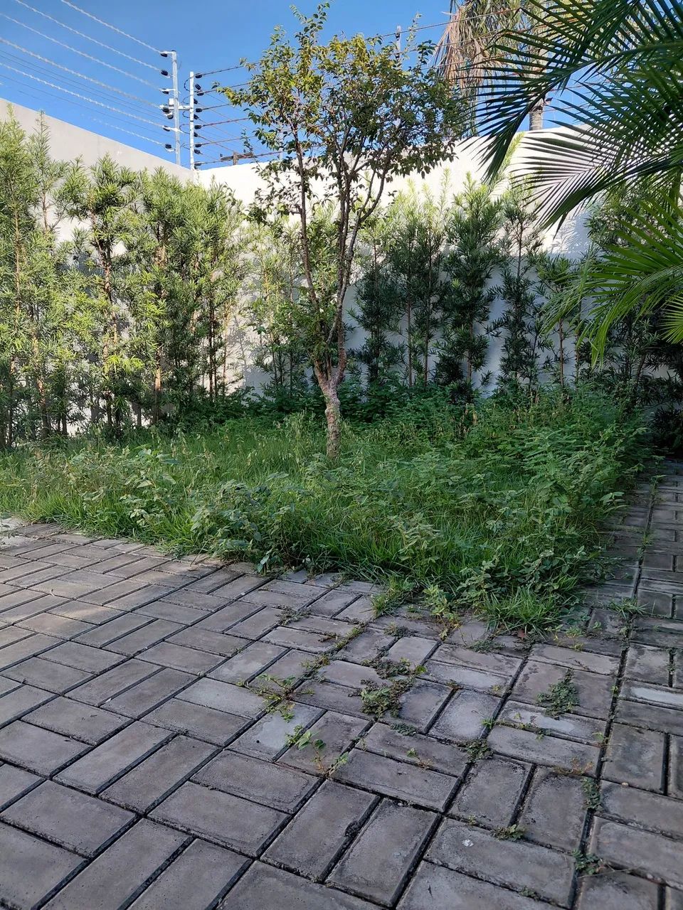 Serviços com roçadeira. - Foto 2
