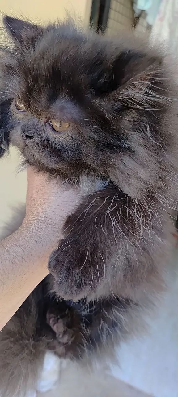 Persa a pronta entrega com 3 mês  - Foto 5