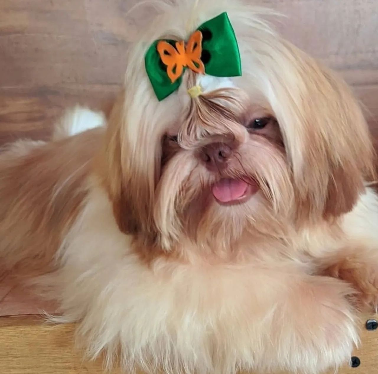 Filhote Shih Tzu macho  - Foto 5