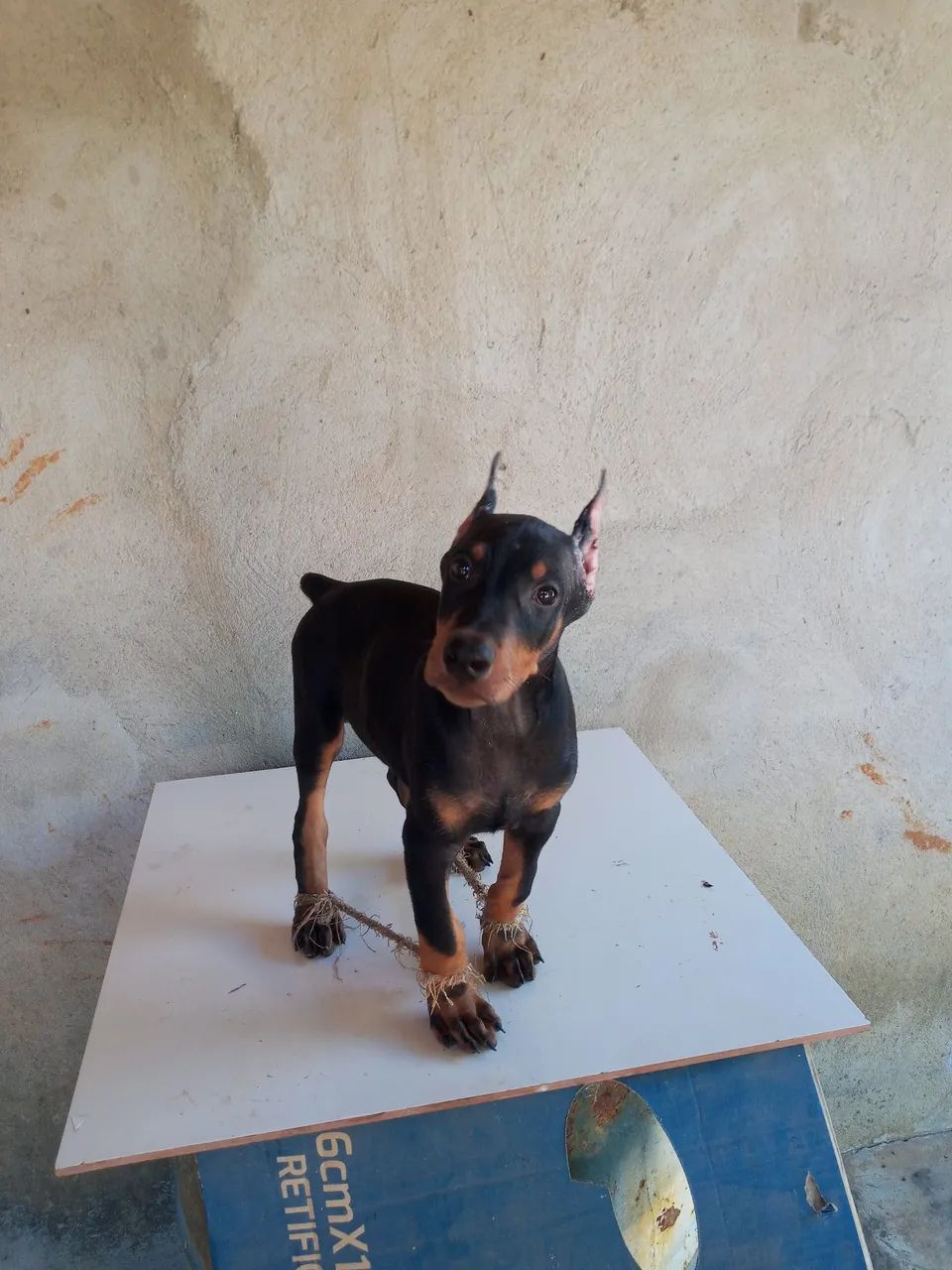 Dobermann puros - Foto 2