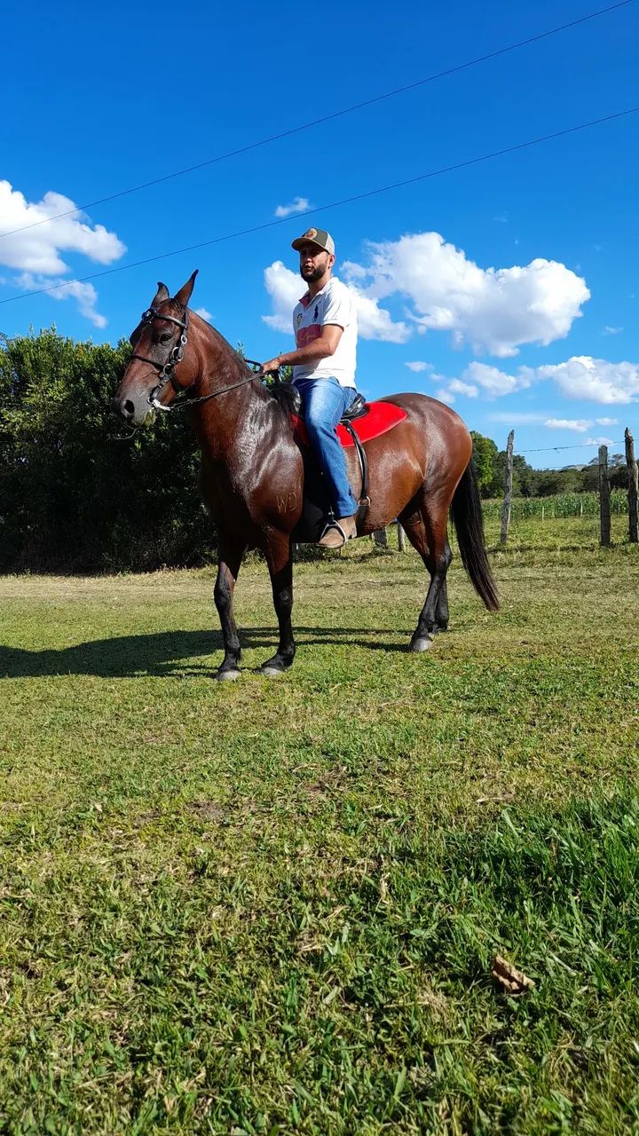 Vendo égua com registro  - Foto 4