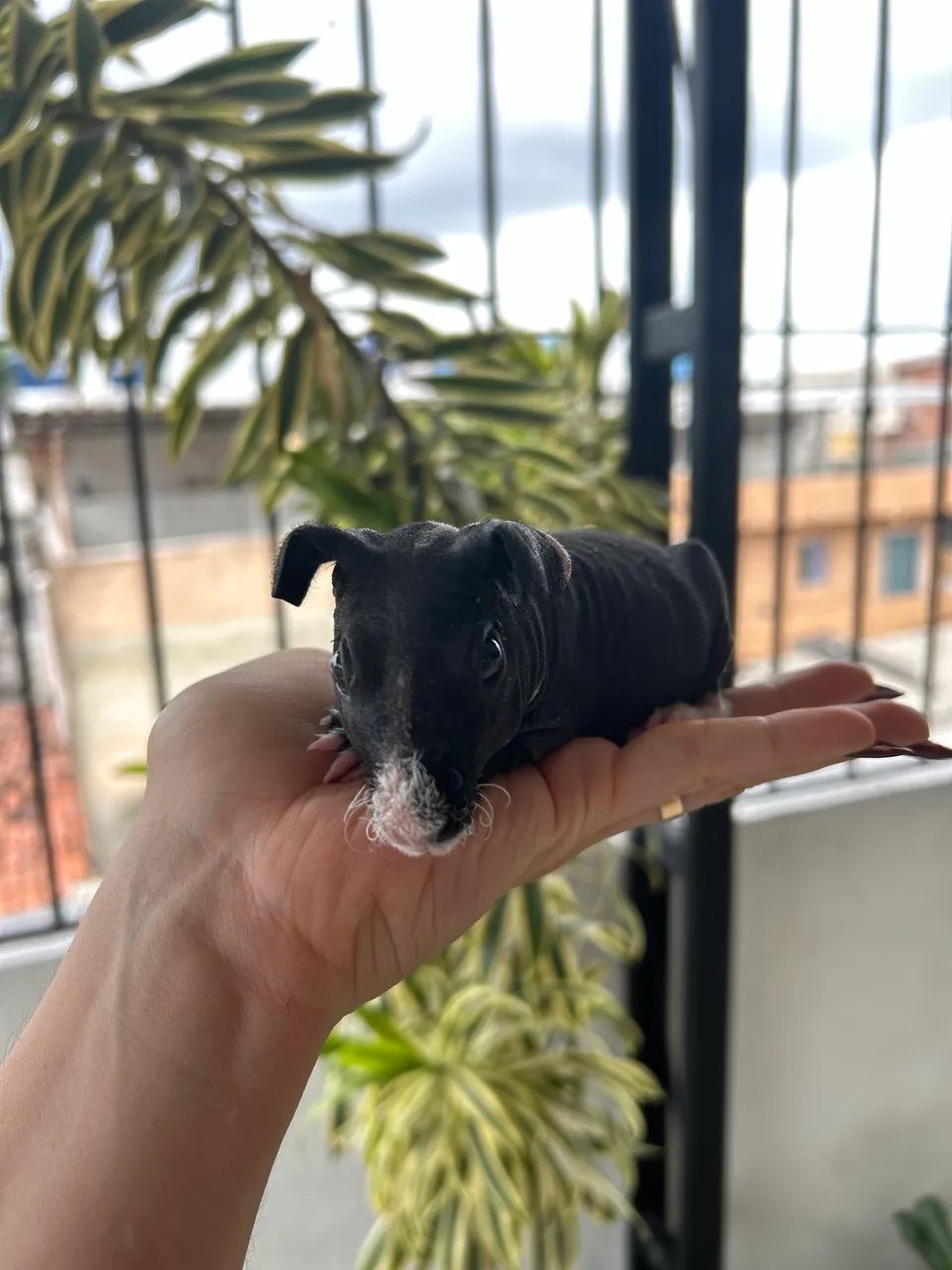 Porquinho da índia skinny - Foto 2