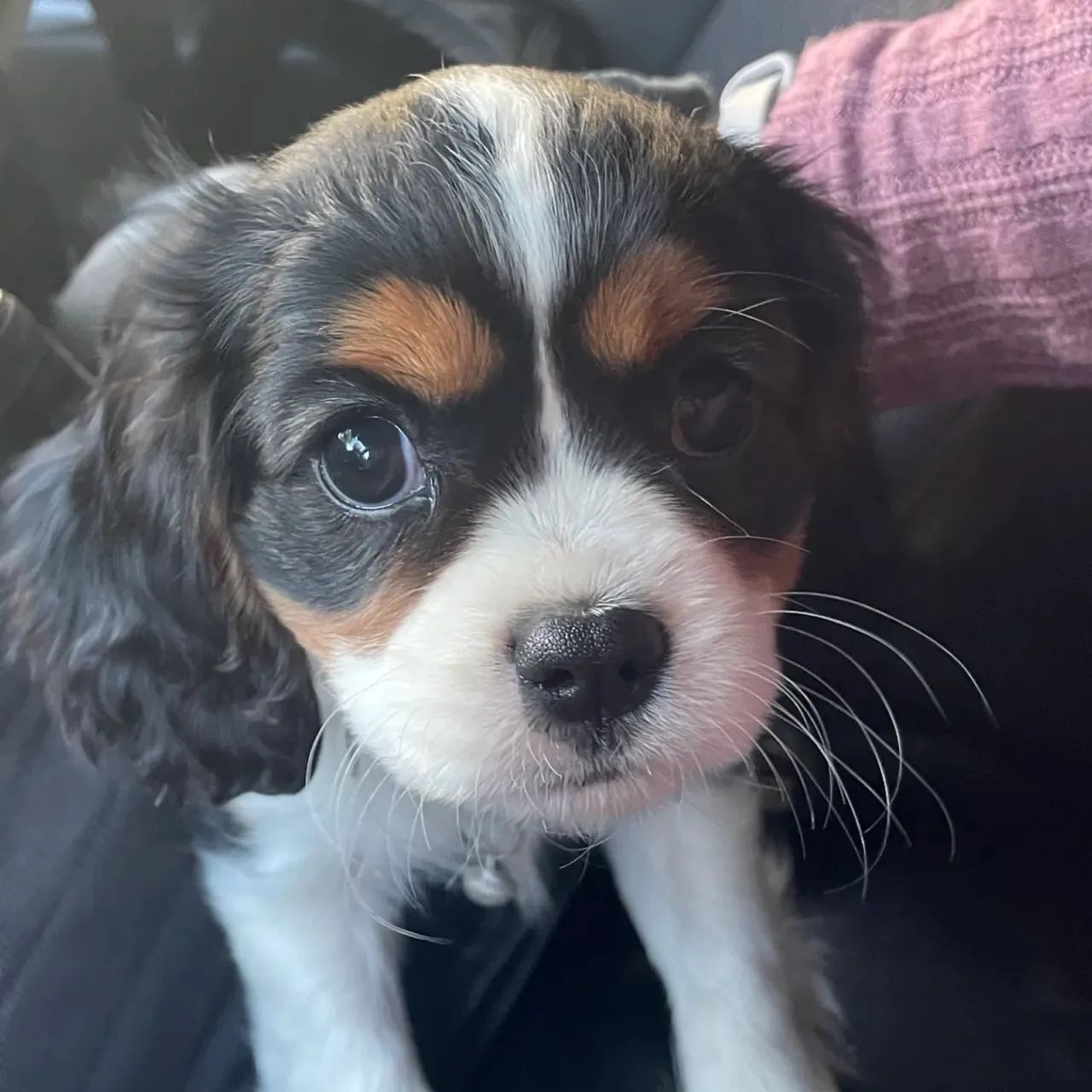 Filhotes de Cavalier King Charles Spaniel - Foto 5