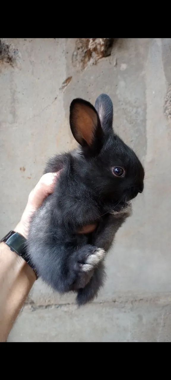 Vendo coelhos! Passo cartão!