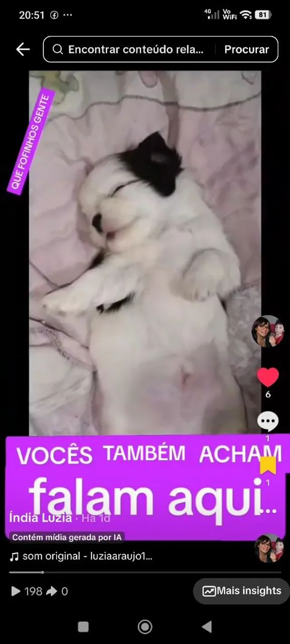 Shitzu mini - Foto 5