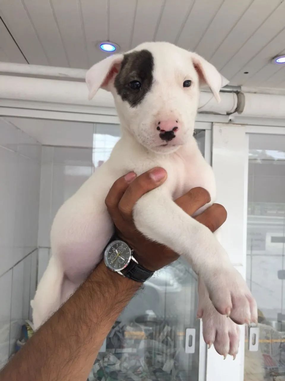 Bull Terrier com Garantia de Saúde e Parcelamento em Até 12x!