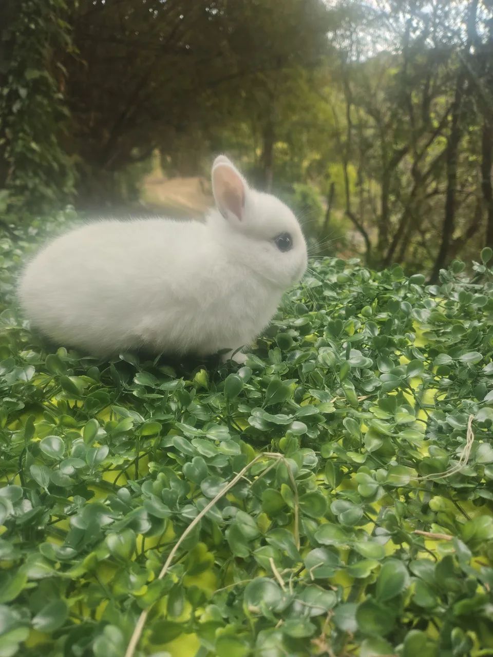 Coelhos  - Foto 2