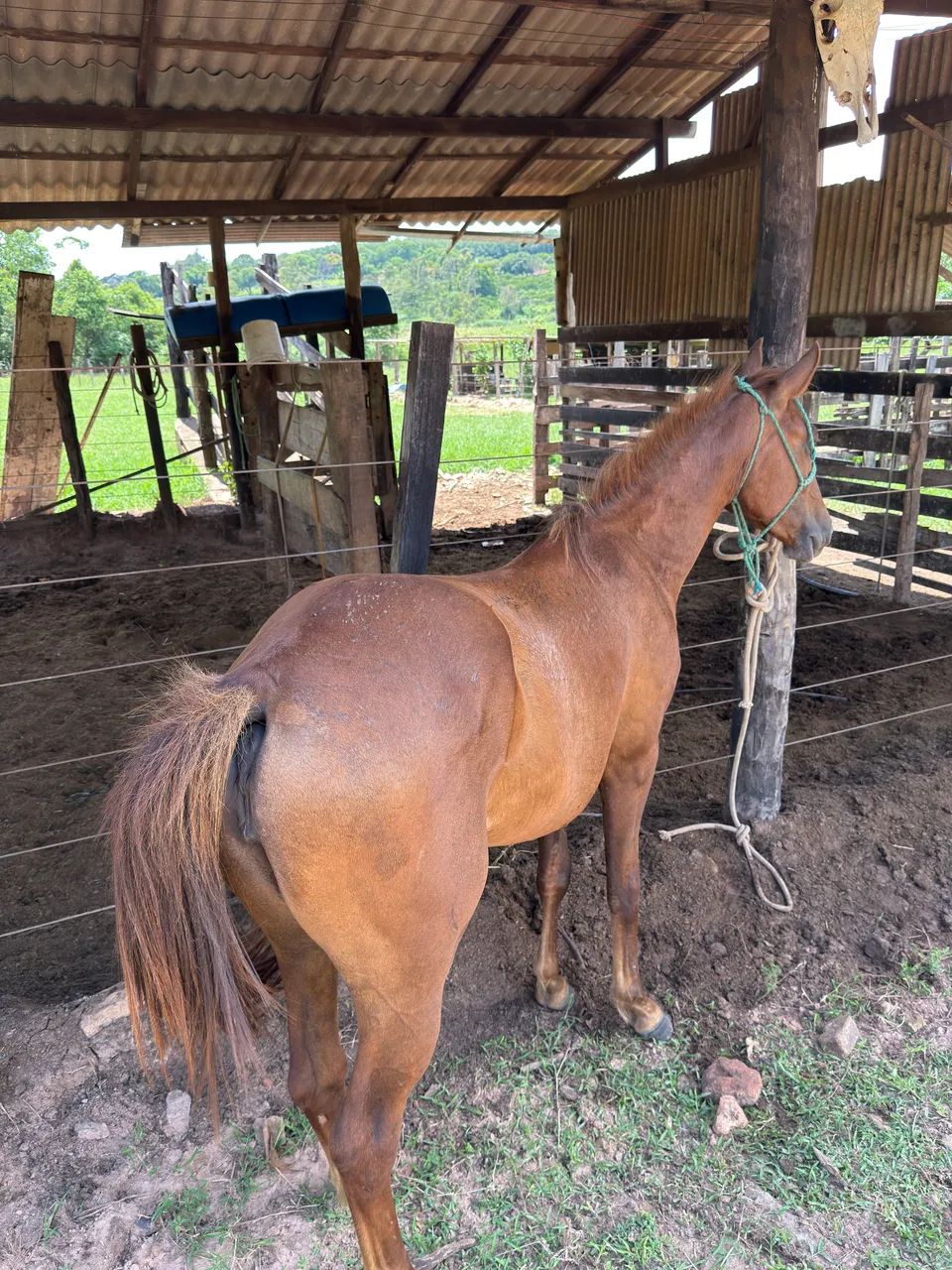 Vende - se Potra QM - Foto 5