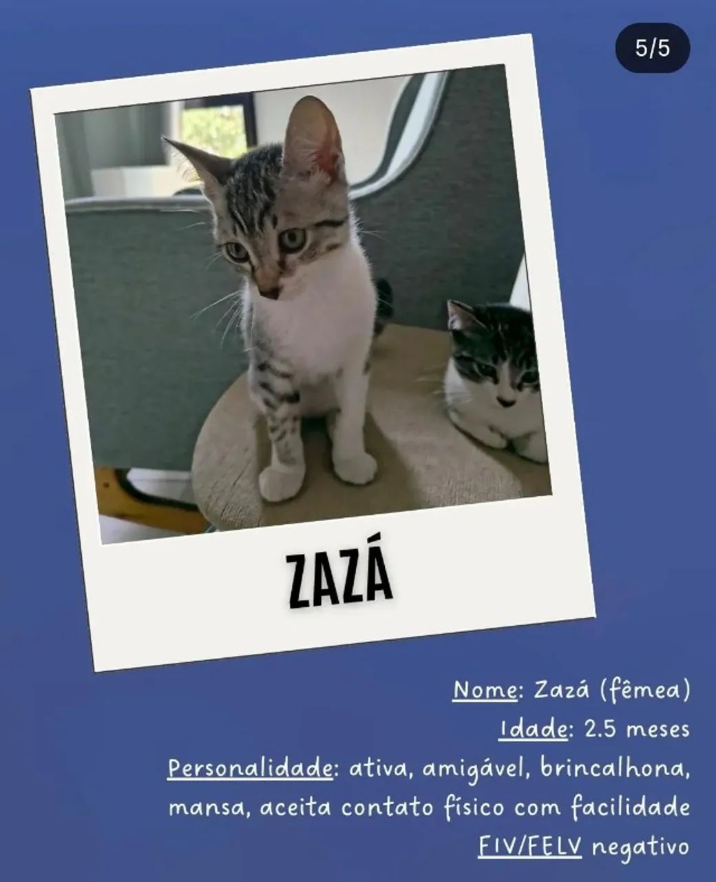 Zazá - Adoção responsável