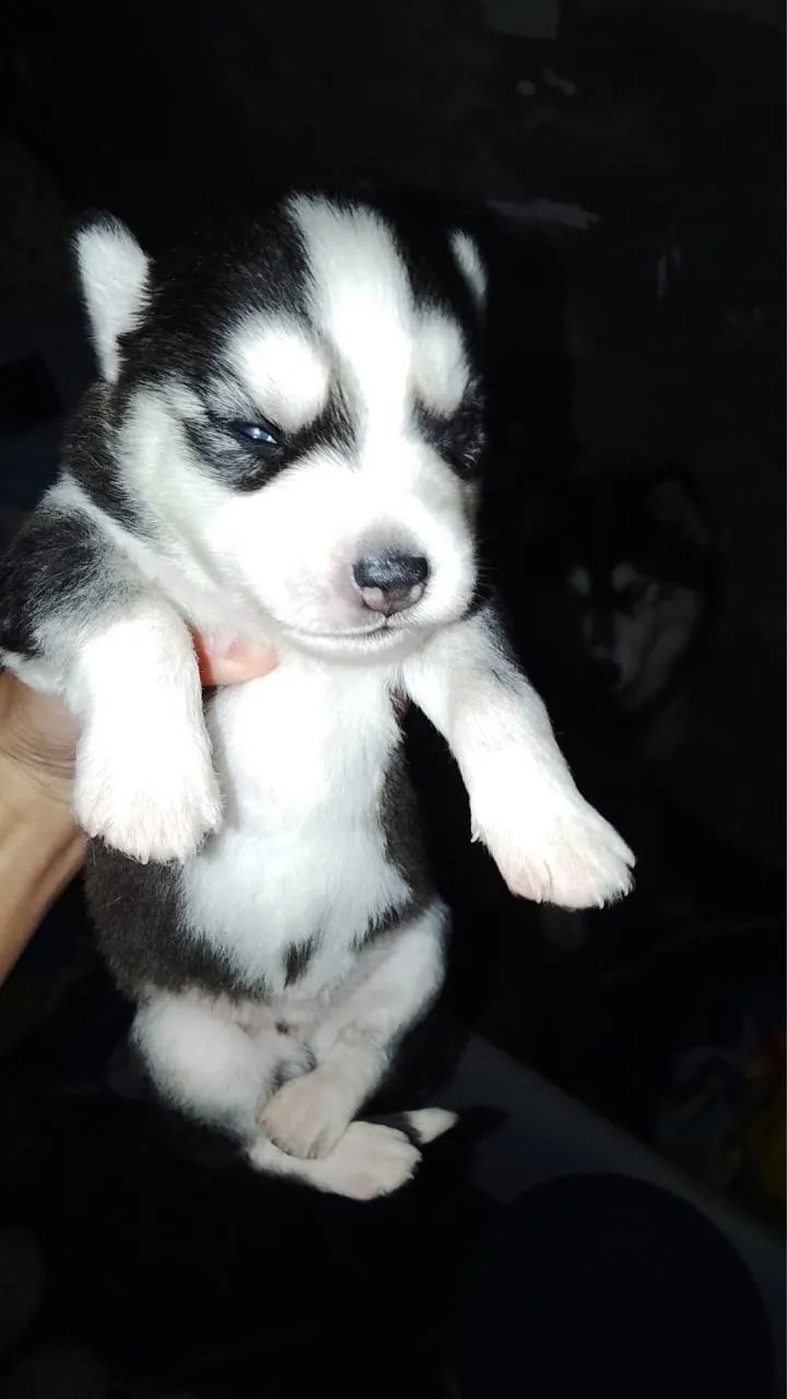 Husk siberiano  - Foto 5