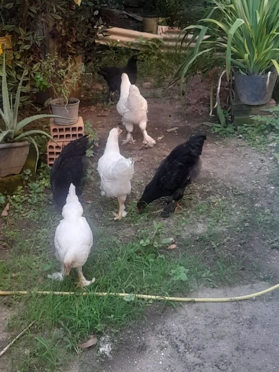 Frangos e frangas raças Brahma e carijó  - Foto 6