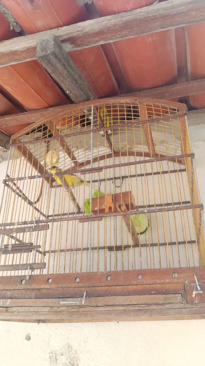 Gaiola boa - Foto 3